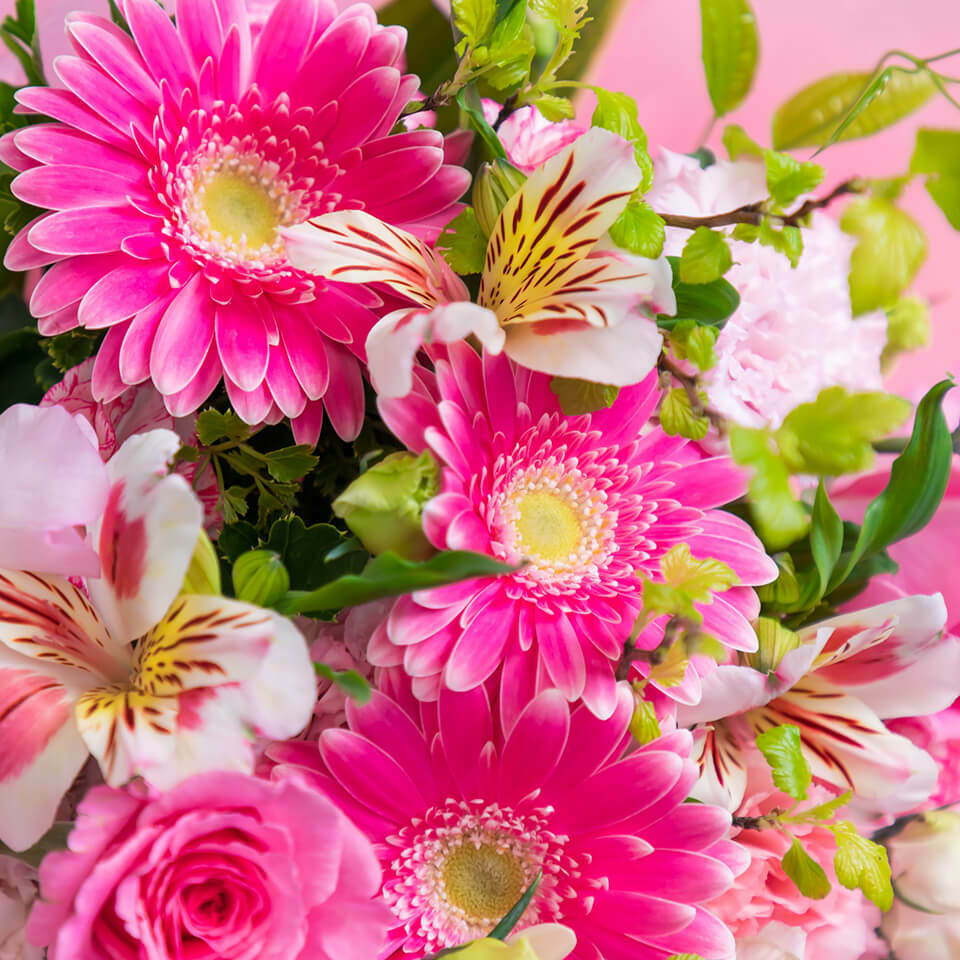 ピンク系カーネーション花束 広島花屋 花将