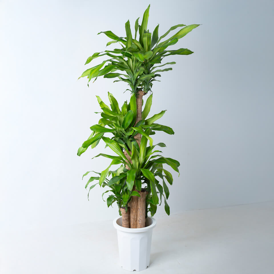 観葉植物 大型 ドラセナ マッサンゲアナ 幸福の木 10号 | 移転